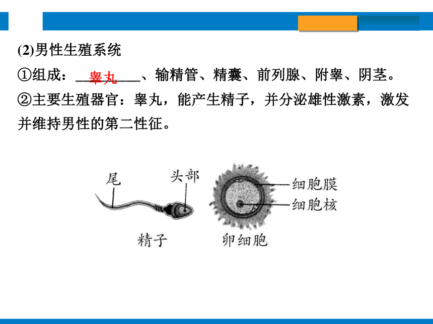 2024浙江省中考科学总复习第3讲　人与动物的生殖和发育（课件 30张PPT）