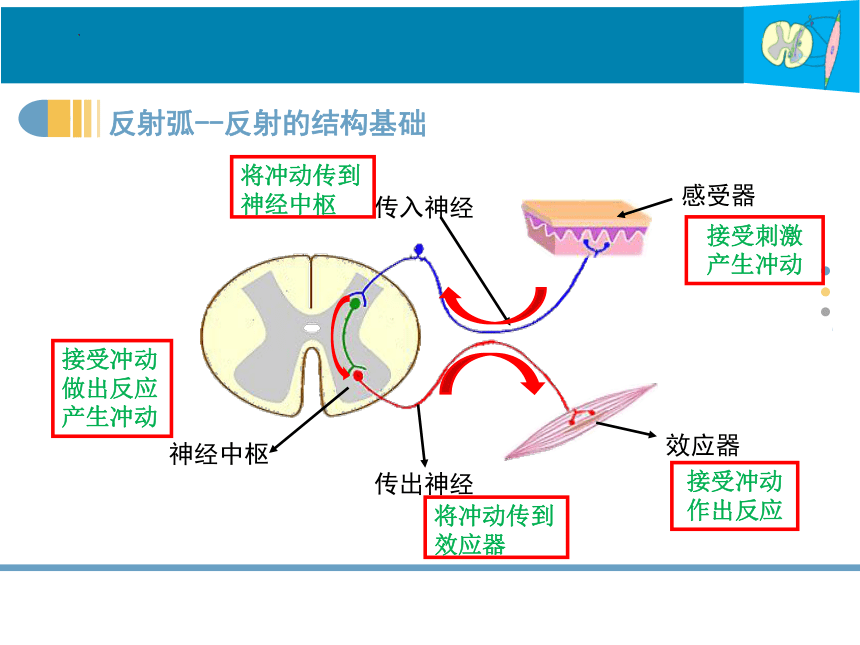 4.12.1神经系统与神经调节（第2课时）-七年级生物下册同步优质教学课件（北师大版）(共19张PPT)