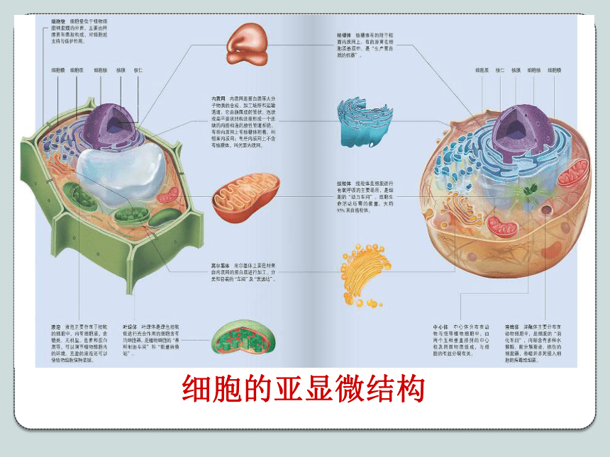 人教版高中生物必修1《3．1细胞膜——系统的边界》课件（共50张PPT）