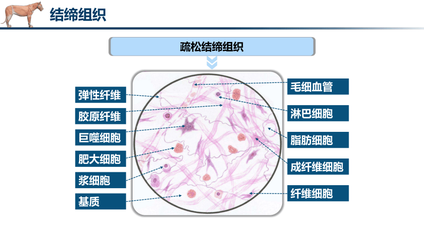 1.2.2结缔组织 课件(共28张PPT)《畜禽解剖生理（第四版）》同步教学(高教版)