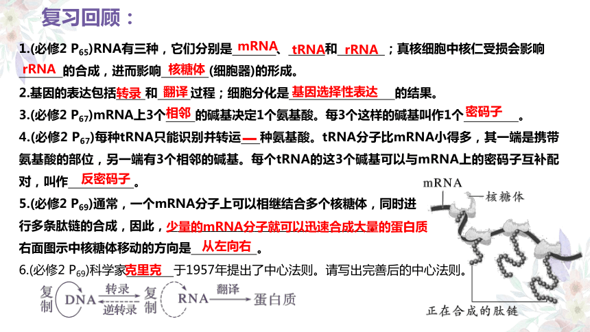 4.2 基因表达与性状的关系课件(共67张PPT)-2023-2024学年高一下学期生物人教版（2019）必修2