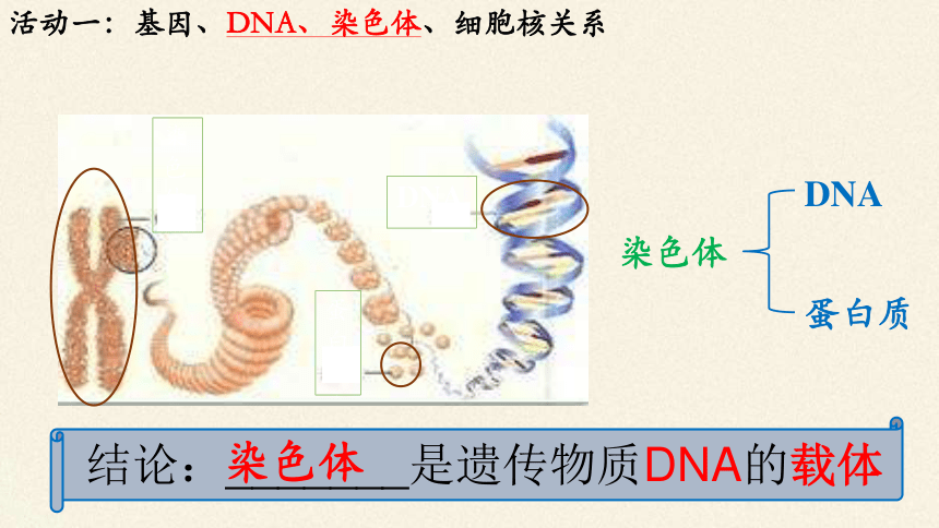 7.2.2 基因在亲子代间的传递课件(共27张PPT)人教版八年级下册