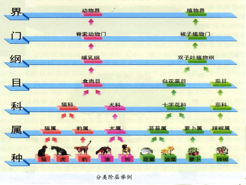 北师大版八年级下册生物《 第7单元 生命的演化 第22章 物种的多样性 第1节 生物的分类》课件（共16张PPT）