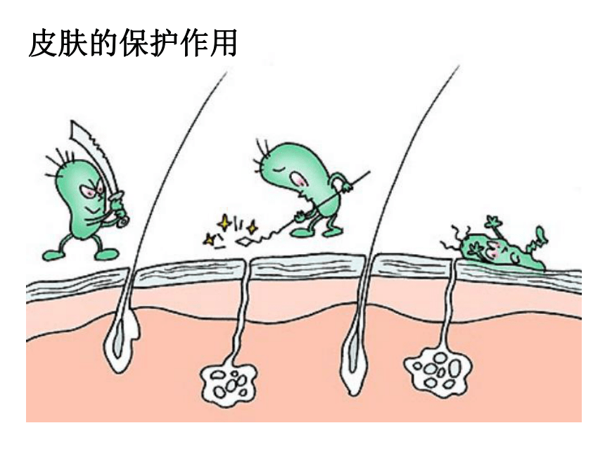 北京版八年级下册生物第十五章《第二节 免疫》课件（共21张PPT）