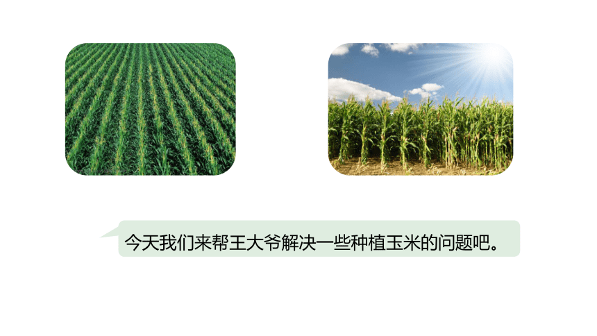 冀教版数学五年级上册第7单元土地的面积  估算玉米收入课件（22张PPT)