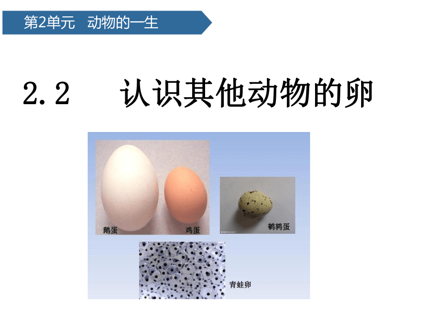 2.2认识其他动物的卵  (课件共14张PPT)