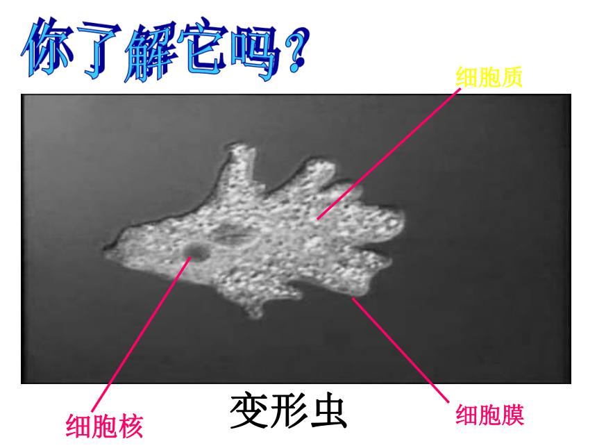 北师大版生物七年级上册3.2《细胞是生命活动的单位》 课件(共25张PPT)