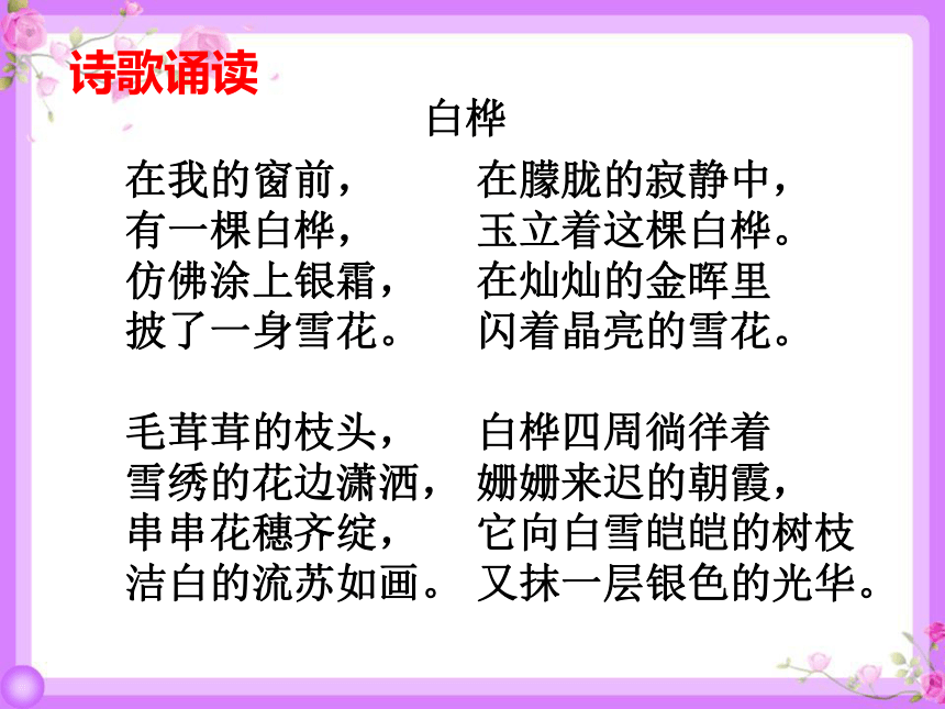 11 白桦 课件（26张）