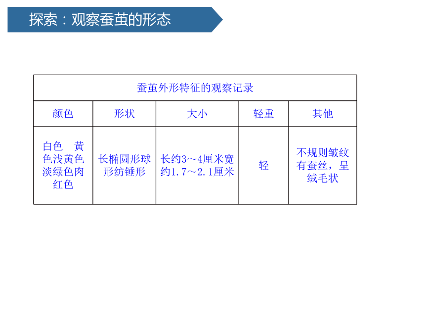 2.4 蚕变了新模样 (课件共14张PPT)