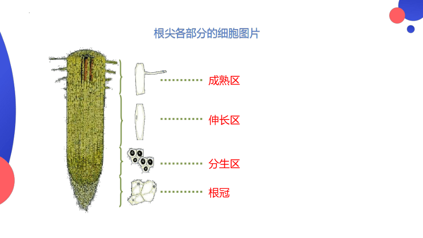 3.2.2植株的生长课件(共25张PPT)2023--2024学年人教版生物七年级上册