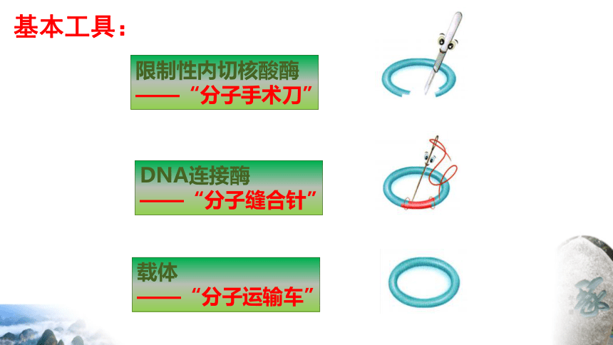 3.1重组DNA技术的基本工具课件(共37张PPT) 生物人教版（2019）选择性必修3