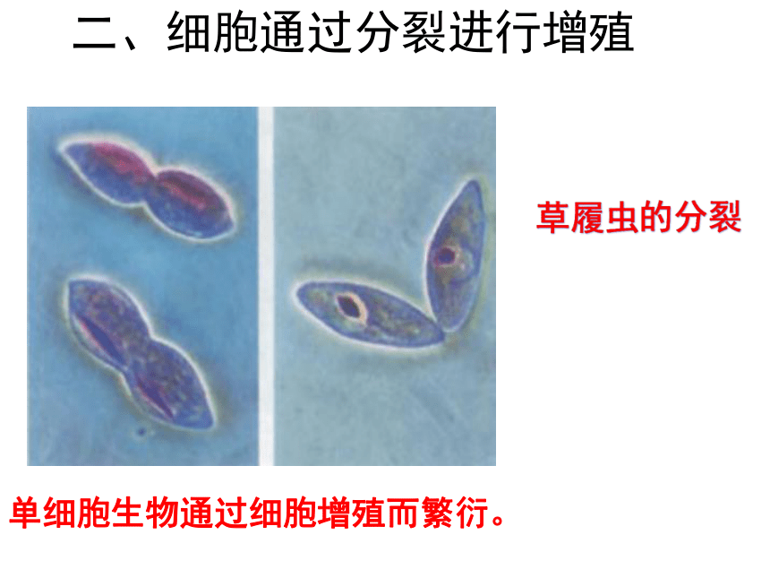 人教版高中生物必修1第六章 第一节 细胞的增殖(55张PPT)