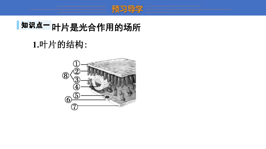 3.3.3 光合作用的场所任务驱动式课件(共15张PPT)冀少版 八年级上册