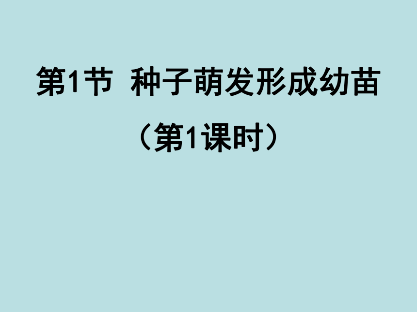 北师大版七年级上册生物课件 6.1 种子萌发形成幼苗  课件 （共21张PPT）