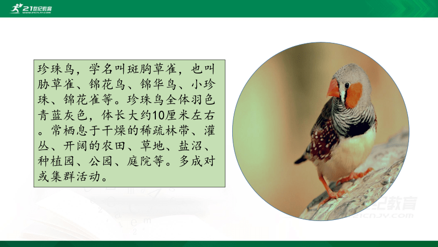 4 珍珠鸟    课件（共24张PPT）