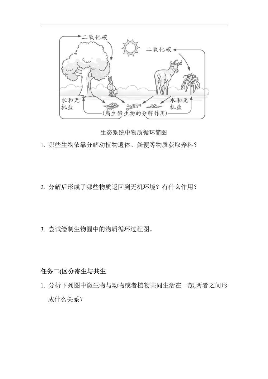 第五单元第四章 微生物在生物圈中的作用 任务驱动式预学检验+课堂导学（含答案） 冀少版生物八年级上册