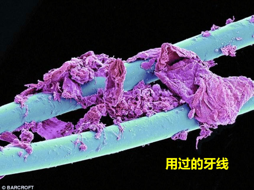 沪教版 五年级下册科学课件-3 大眼睛看小世界 (课件共29张PPT)