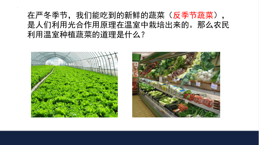 3.6.5光合作用和呼吸作用原理的应用  课件(共19张PPT＋内嵌视频1个)2023--2024学年苏教版生物七年级上册