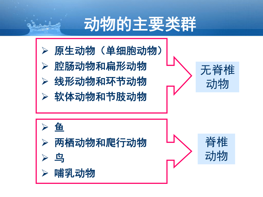 人教生物八上第5单元第1章1腔肠动物和扁形动物  课件（共21张PPT）