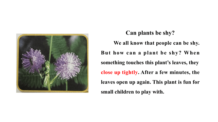 冀教版八年级下册Unit 2 Plant a Plant Lesson 11 Amazing Plants课件(共31张PPT)