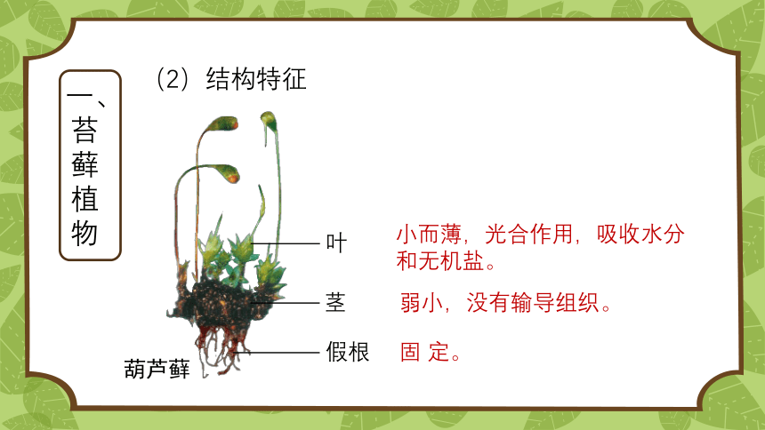 22.3植物的主要类群-课件(共34张PPT)