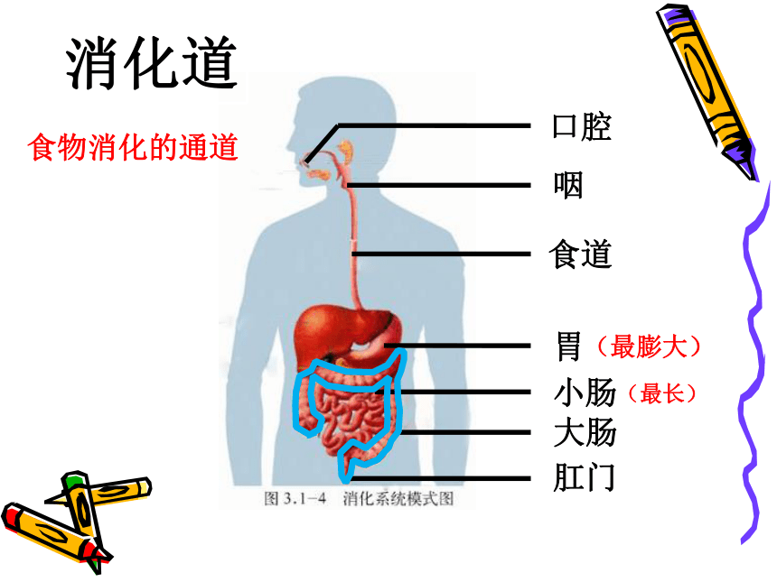 第三单元 第一章 第二节 消化和吸收（第一课时）课件(共26张PPT)