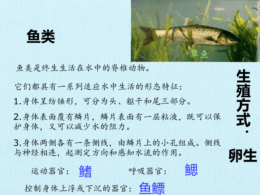 华师大版七年级科学上册 第2章 生物的主要类群 复习课件(共25张PPT)