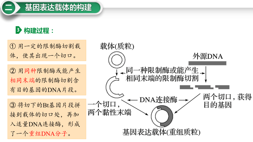 3.2.基因表达载体的构建课件(共23张PPT)-2023-2024学年高二下学期生物人教版（2019）选择性必修3