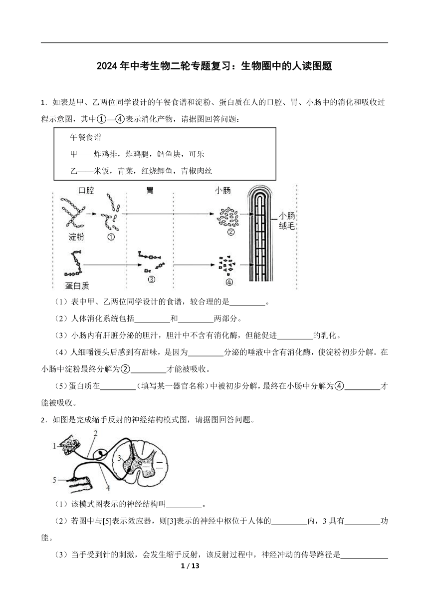 2024年中考生物二轮专题复习：生物圈中的人读图题（含答案）