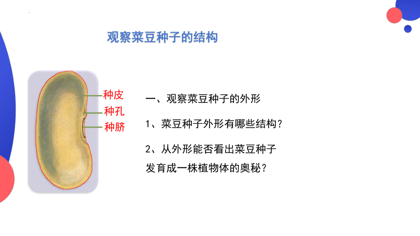 3.1.2  种子植物  课件(共25张PPT)2023-2024学年人教版生物七年级上册