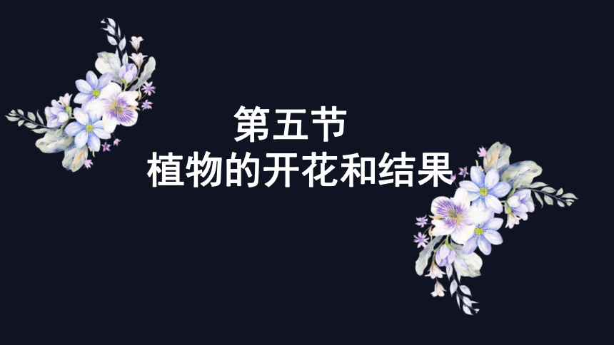 3.5.5 植物的开花和结果课件(共28张PPT)2023--2024学年苏教版生物七年级上册