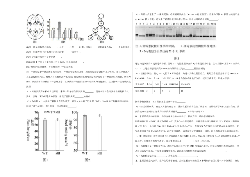5.1基因突变和基因重组  练习（含解析）-2023-2024学年高一下学期生物人教版必修2