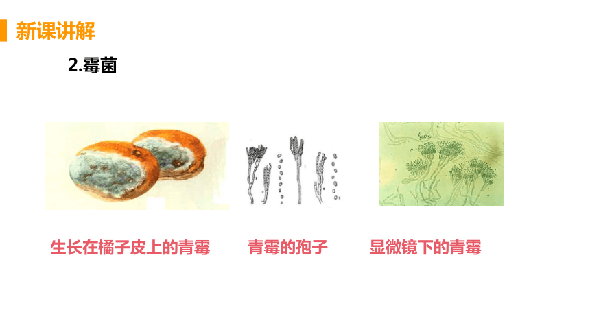 人教版生物八年级上册5.4.3真菌课件（20张PPT)