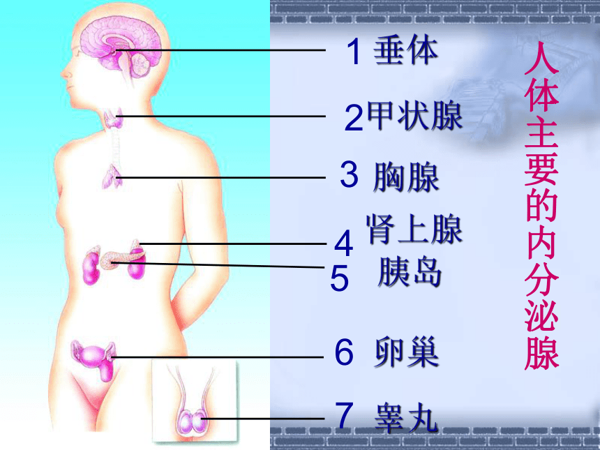 苏教版七年级下册生物 12.1人体的激素调节 课件(31张PPT)