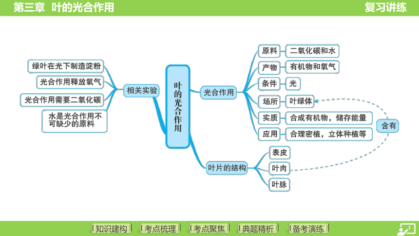 第一篇 第三单元 第三章 叶的光合作用  课件(共38张PPT) 2024中考生物总复习专题突破(冀少版)