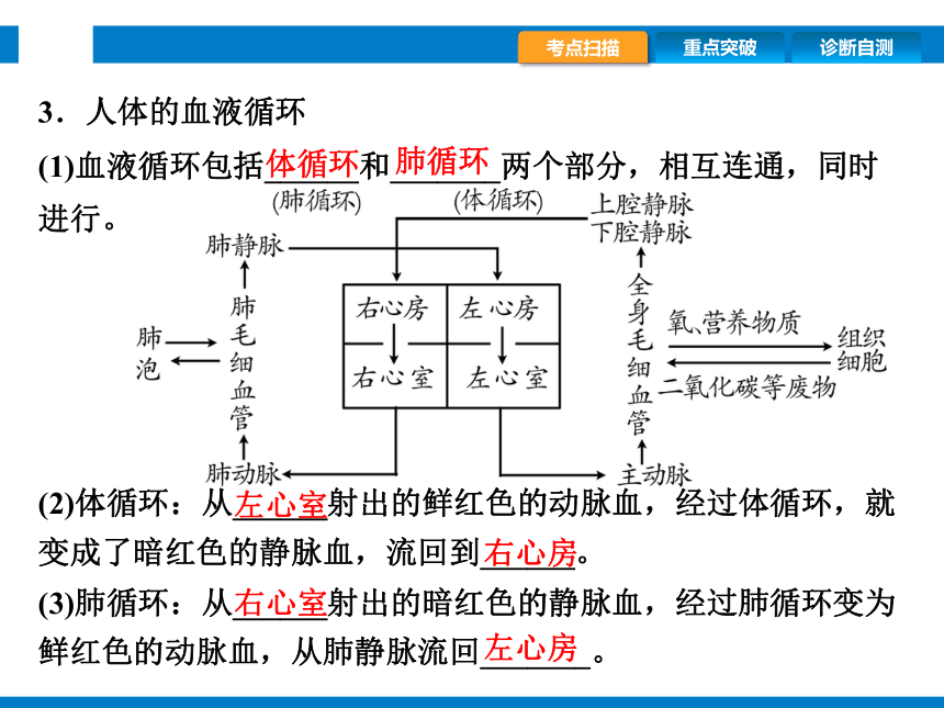 2024浙江省中考科学复习第7讲　动物的新陈代谢（2）（课件 44张PPT）