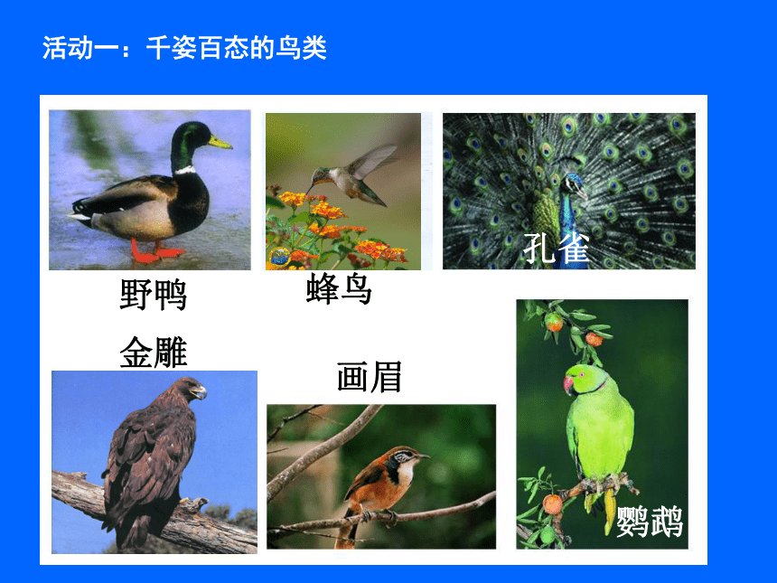 苏科版七年级下册生物 12.1鸟类 课件(30张PPT)