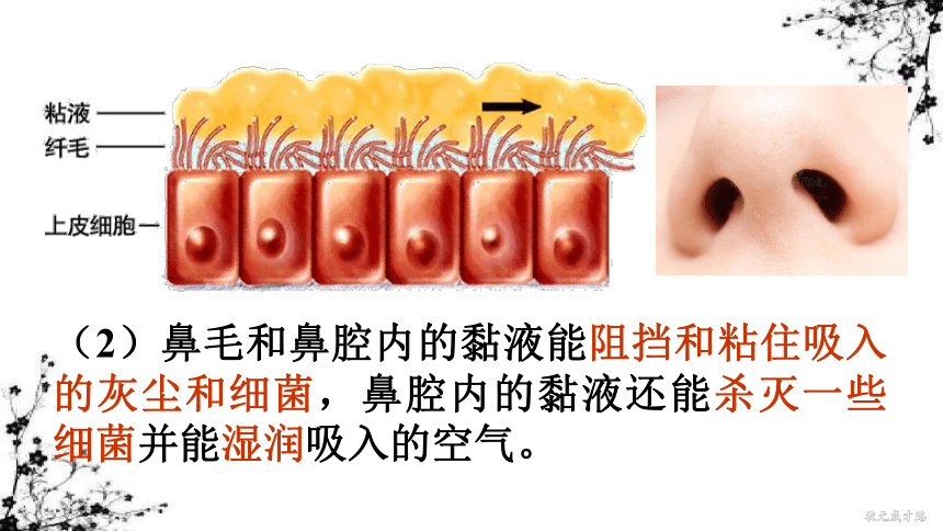 4.3 第一节 呼吸道对空气的处理 课件（33张ppt)