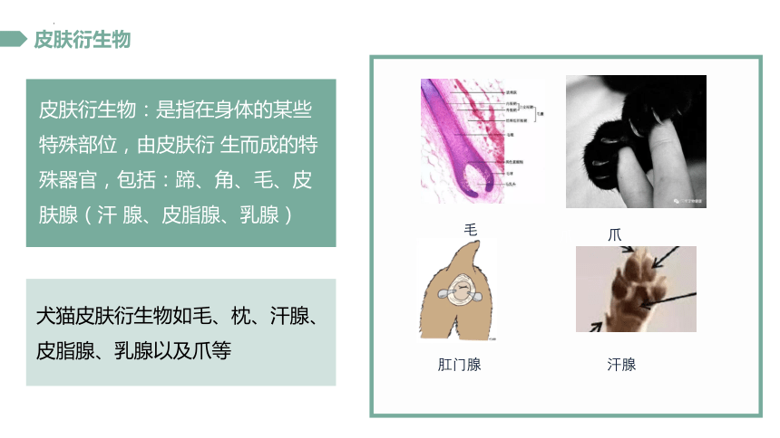 2.2.2 皮肤衍生物 课件(共18张PPT)《畜禽解剖生理》同步教学（中国农业出版社）