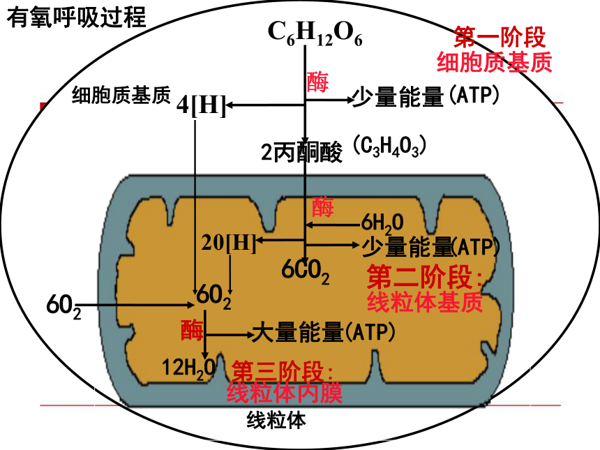 高中生物人教版必修一第3节-ATP的主要来源---细胞呼吸（共29张PPT）