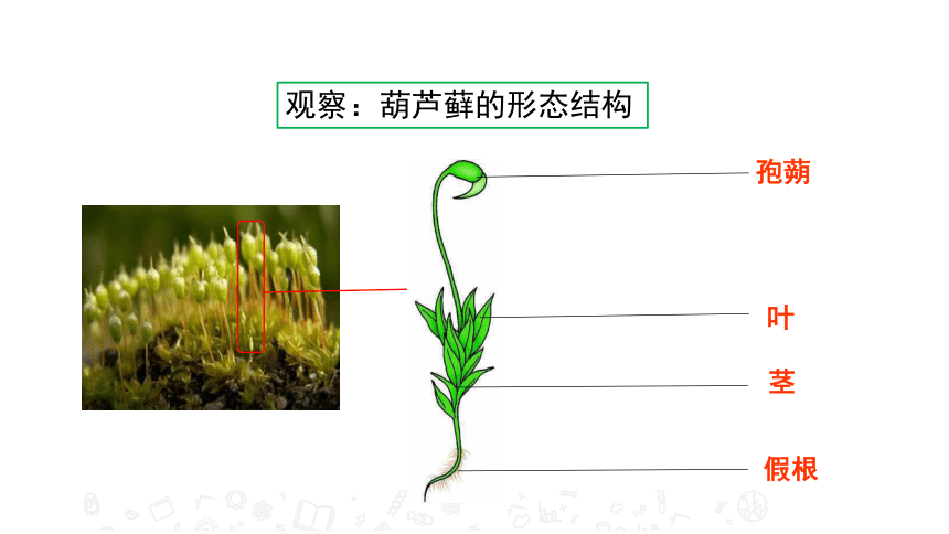 2020年秋苏教版八年级上册生物14.1 五彩缤纷的植物世界 课件 (共37张PPT)