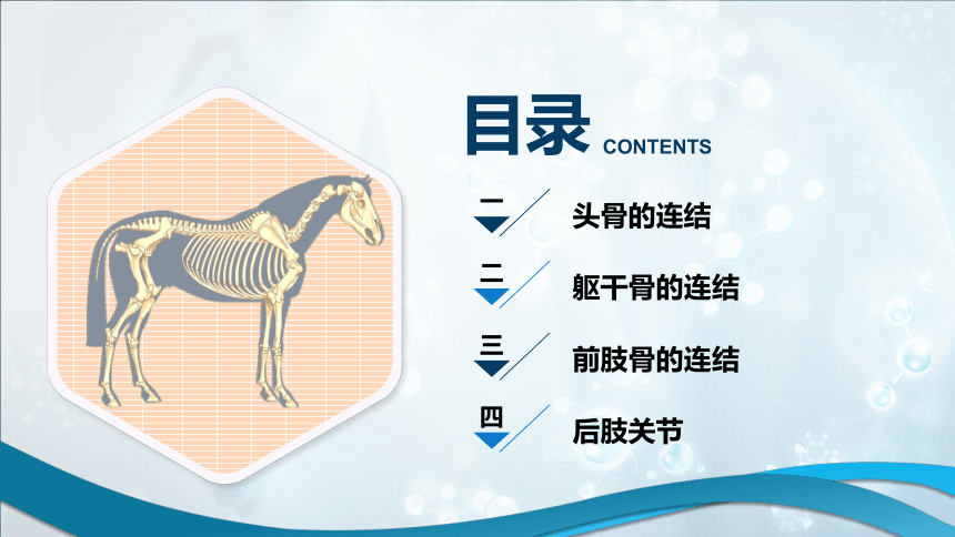 2.2 骨连结的识别 课件(共26张PPT)《畜禽解剖生理（第四版）》同步教学(高教版)