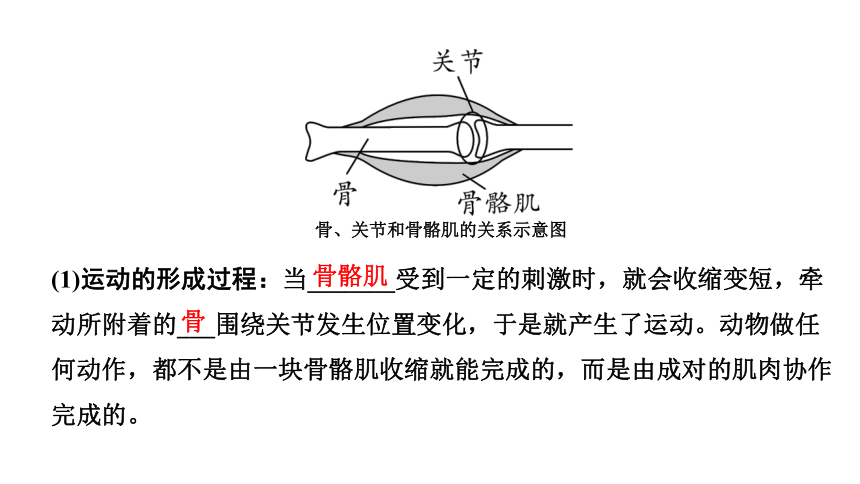 2024广西中考生物二轮中考考点研究 主题五 动物的运动和行为 课件（共36张PPT）