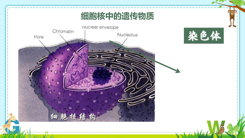 8.22.1 DNA是主要的遗传物质课件(共30张PPT)2023--2024学年苏教版生物八年级下册