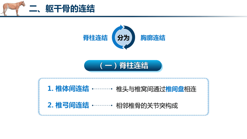 2.2 骨连结的识别 课件(共26张PPT)《畜禽解剖生理（第四版）》同步教学(高教版)