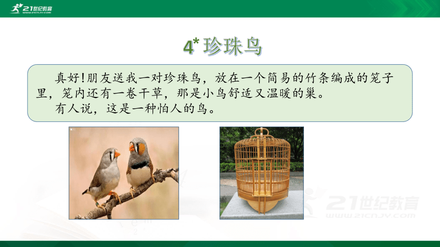 4 珍珠鸟    课件（共24张PPT）