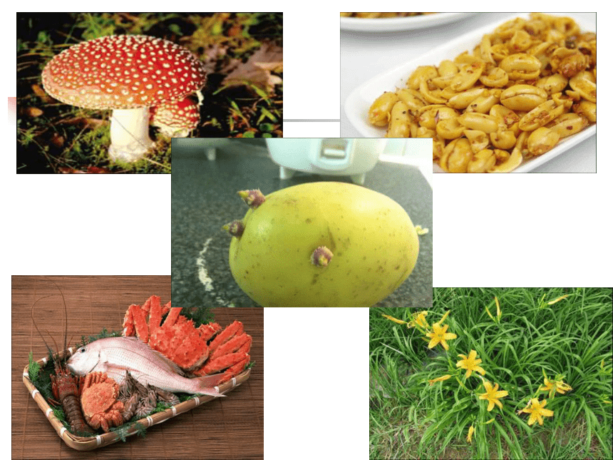 冀教版七年级下册生物 1.4食品安全 课件（17张PPT）