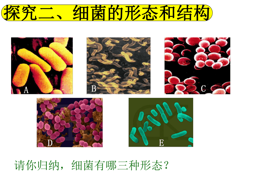 第二节 细菌 课件（19张PPT）