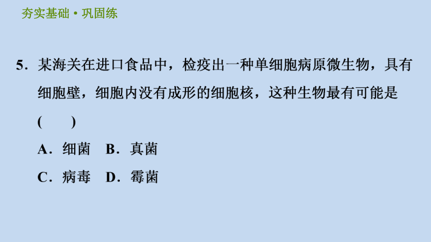 细菌和真菌的繁殖习题（课件 ppt42张）