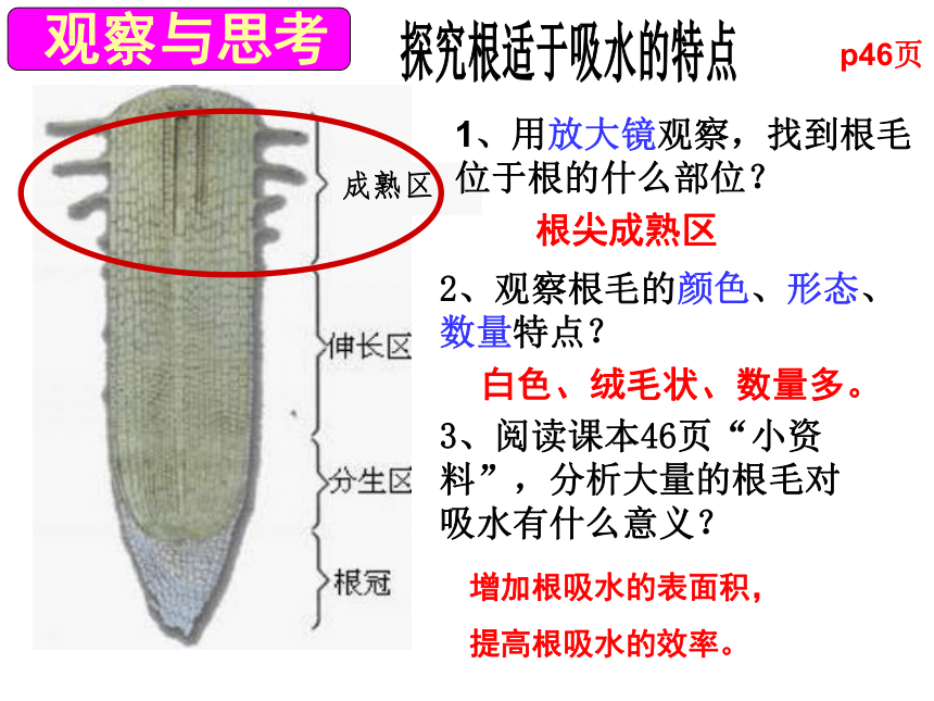 第一节 水分进入植物体内的途径 课件（37张PPT）